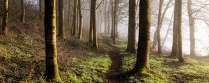 Preview wallpaper forest, trees, grass, path