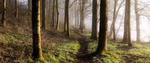 Preview wallpaper forest, trees, grass, path