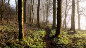 Preview wallpaper forest, trees, grass, path