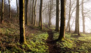 Preview wallpaper forest, trees, grass, path