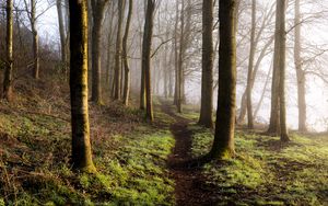 Preview wallpaper forest, trees, grass, path