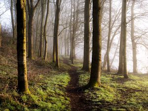 Preview wallpaper forest, trees, grass, path