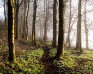 Preview wallpaper forest, trees, grass, path