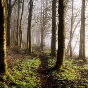 Preview wallpaper forest, trees, grass, path