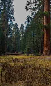 Preview wallpaper forest, trees, grass, log