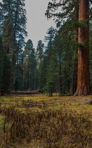 Preview wallpaper forest, trees, grass, log