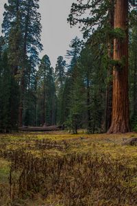 Preview wallpaper forest, trees, grass, log