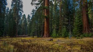 Preview wallpaper forest, trees, grass, log
