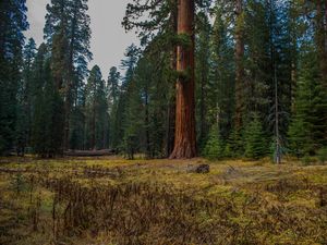 Preview wallpaper forest, trees, grass, log