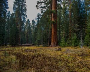 Preview wallpaper forest, trees, grass, log