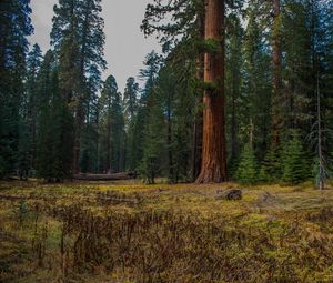 Preview wallpaper forest, trees, grass, log