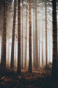 Preview wallpaper forest, trees, grass, pine
