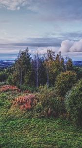 Preview wallpaper forest, trees, grass, bushes, clouds