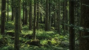 Preview wallpaper forest, trees, grass, stones, nature