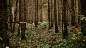 Preview wallpaper forest, trees, grass, landscape