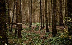Preview wallpaper forest, trees, grass, landscape