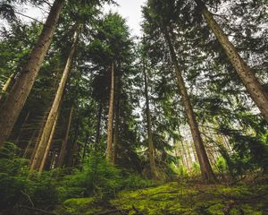 Preview wallpaper forest, trees, green, grass