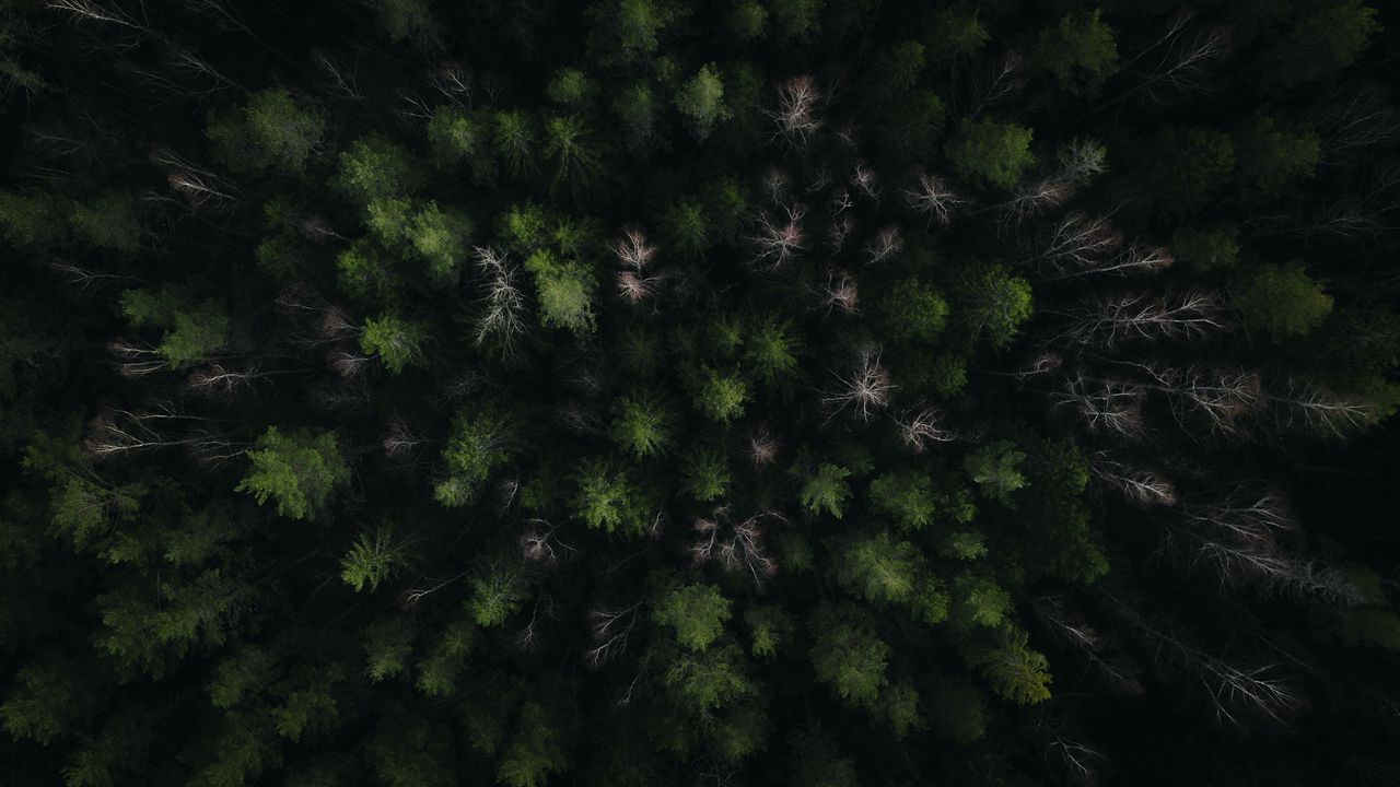 Wallpaper forest, trees, green, aerial view, nature