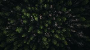 Preview wallpaper forest, trees, green, aerial view, nature