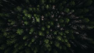 Preview wallpaper forest, trees, green, aerial view, nature