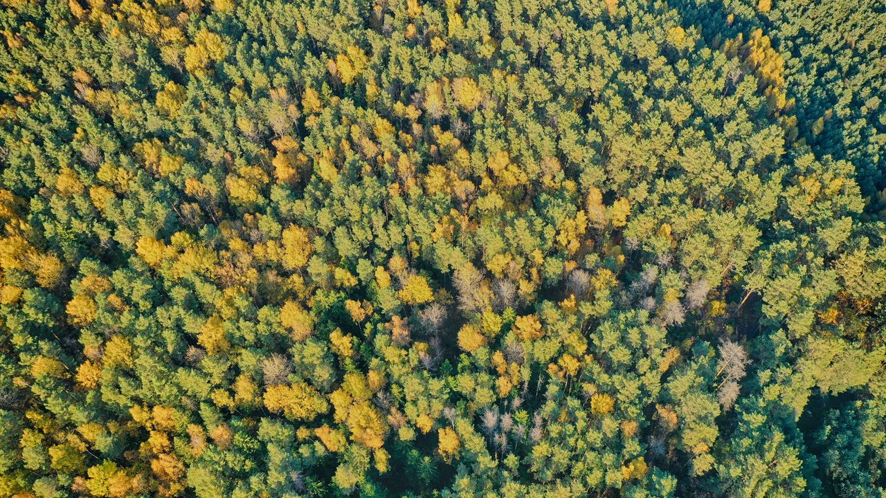 Wallpaper forest, trees, green, nature, aerial view