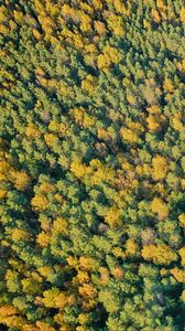 Preview wallpaper forest, trees, green, nature, aerial view