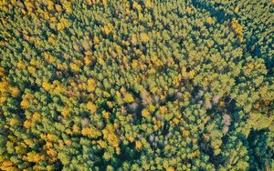 Preview wallpaper forest, trees, green, nature, aerial view