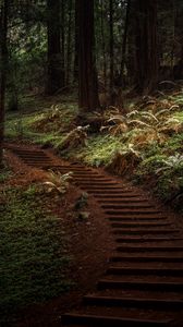 Preview wallpaper forest, trees, greenery, trail, nature