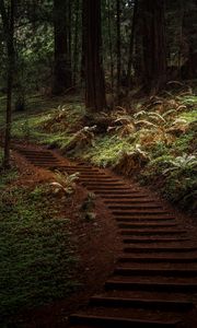 Preview wallpaper forest, trees, greenery, trail, nature