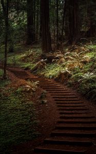 Preview wallpaper forest, trees, greenery, trail, nature