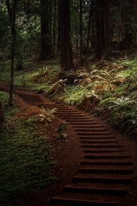 Preview wallpaper forest, trees, greenery, trail, nature