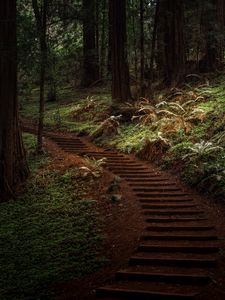 Preview wallpaper forest, trees, greenery, trail, nature