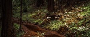 Preview wallpaper forest, trees, greenery, trail, nature