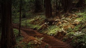 Preview wallpaper forest, trees, greenery, trail, nature