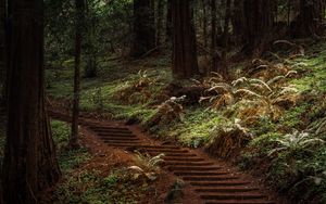 Preview wallpaper forest, trees, greenery, trail, nature