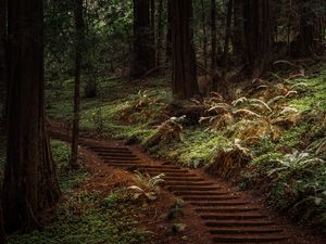 Preview wallpaper forest, trees, greenery, trail, nature