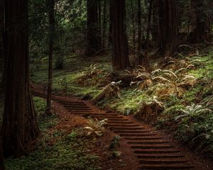 Preview wallpaper forest, trees, greenery, trail, nature