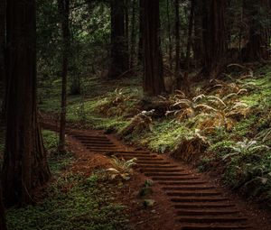 Preview wallpaper forest, trees, greenery, trail, nature