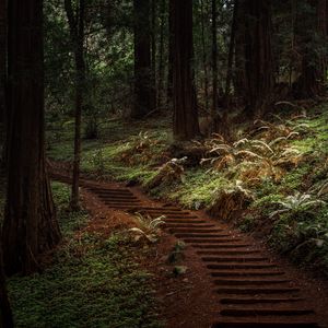 Preview wallpaper forest, trees, greenery, trail, nature