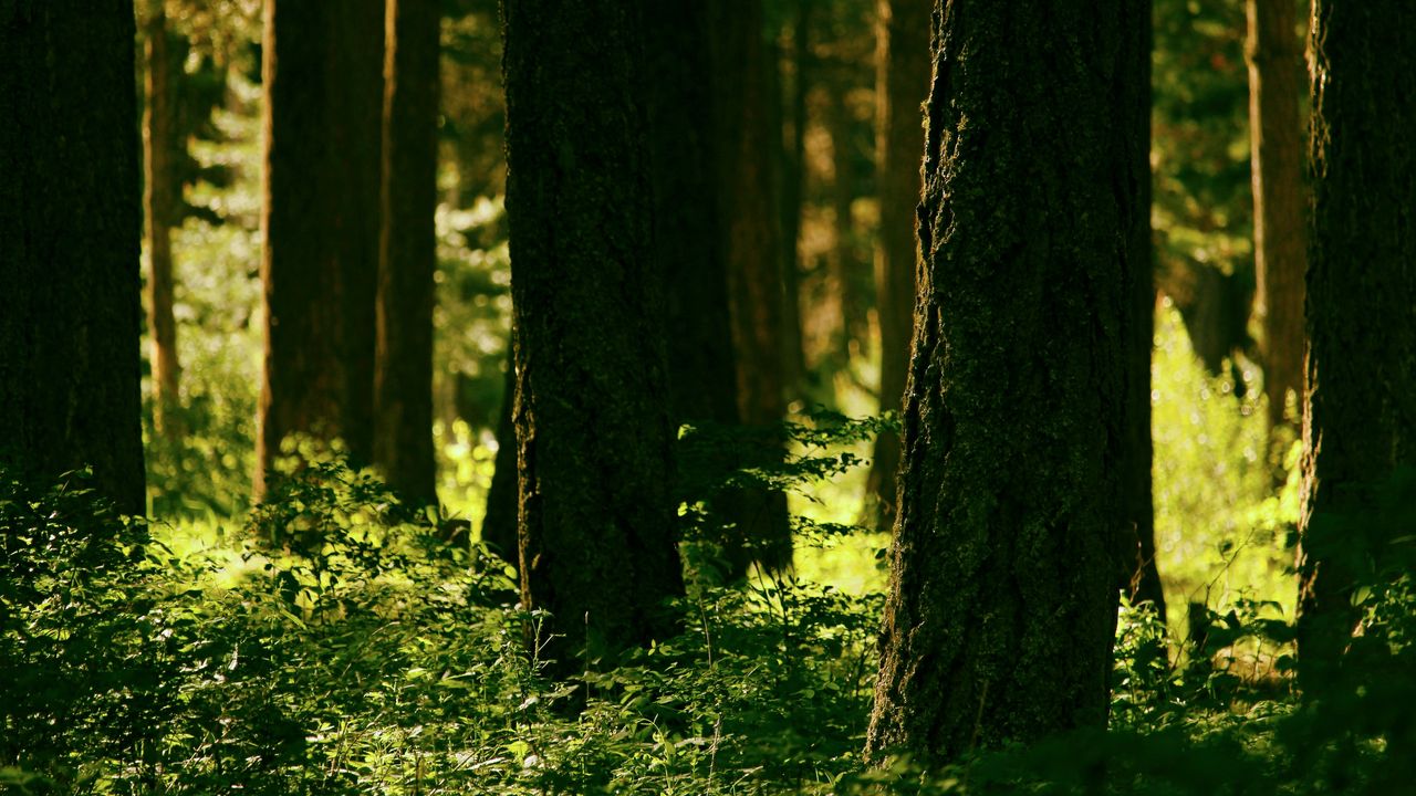 Wallpaper forest, trees, greenery, light, nature