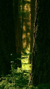 Preview wallpaper forest, trees, greenery, light, nature