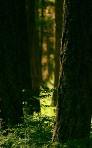 Preview wallpaper forest, trees, greenery, light, nature