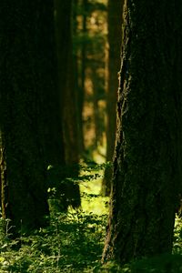 Preview wallpaper forest, trees, greenery, light, nature