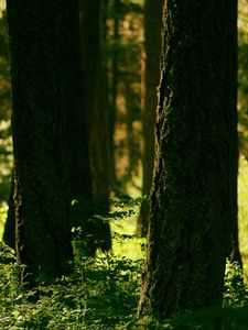 Preview wallpaper forest, trees, greenery, light, nature