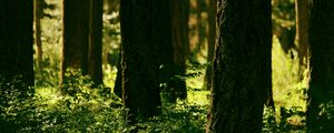 Preview wallpaper forest, trees, greenery, light, nature