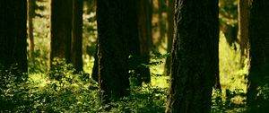 Preview wallpaper forest, trees, greenery, light, nature