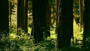 Preview wallpaper forest, trees, greenery, light, nature