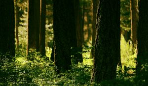 Preview wallpaper forest, trees, greenery, light, nature