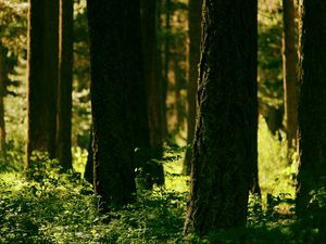 Preview wallpaper forest, trees, greenery, light, nature