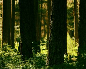 Preview wallpaper forest, trees, greenery, light, nature